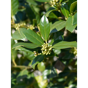 ILEX NELLIE R. STEVENS (Houx - Arbre)