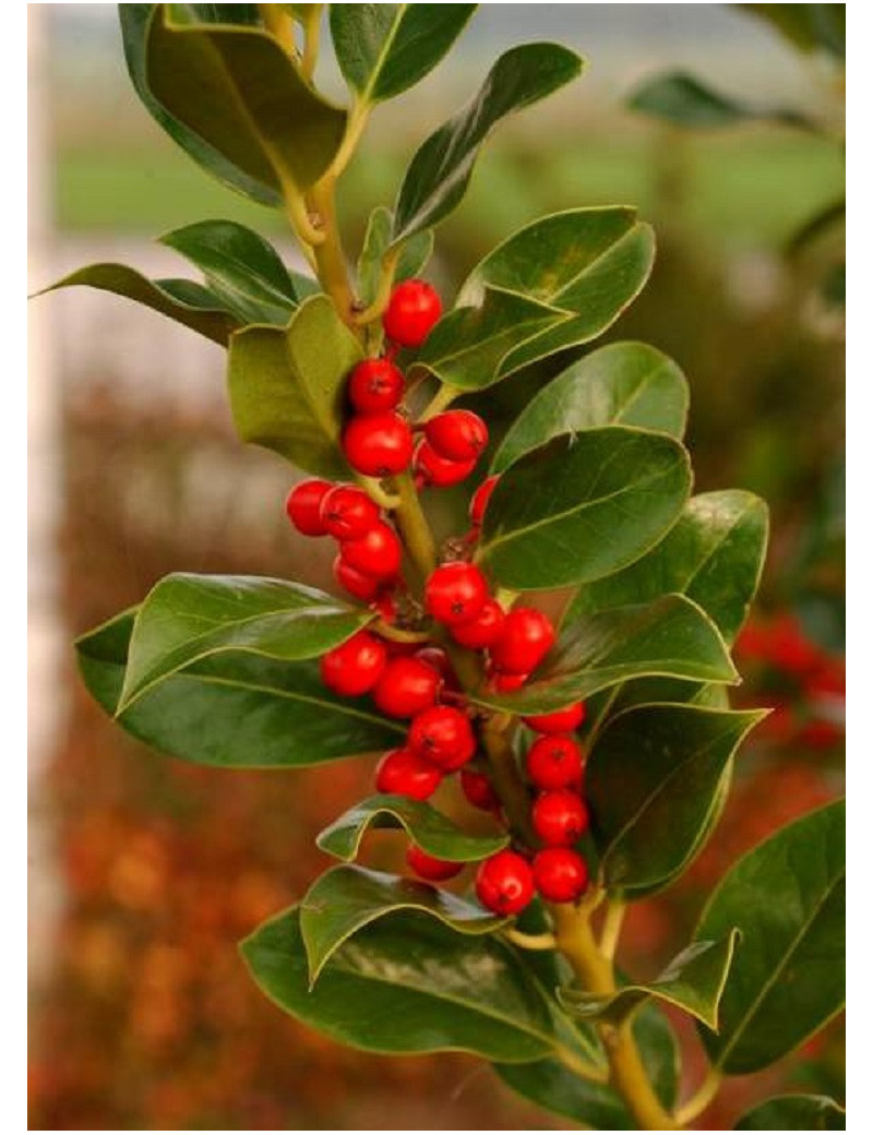 ILEX aquifolium J.C.VAN TOL (Houx commun J.C. van Tol)