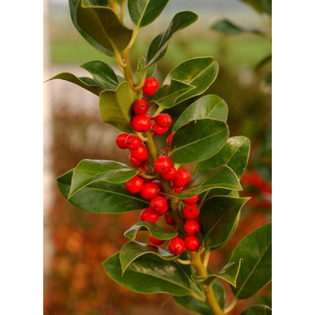 ILEX aquifolium J.C.VAN TOL (Houx commun J.C. van Tol)