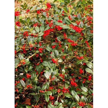 ILEX aquifolium J.C.VAN TOL (Houx commun J.C. van Tol)