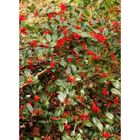 ILEX aquifolium J.C.VAN TOL (Houx commun J.C. van Tol)