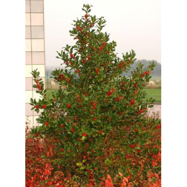 ILEX aquifolium J.C.VAN TOL (Houx commun J.C. van Tol)