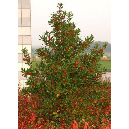 ILEX aquifolium J.C.VAN TOL (Houx commun J.C. van Tol)