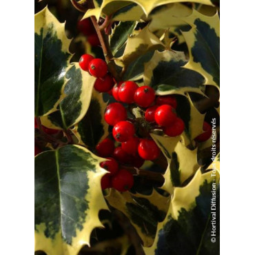 ILEX aquifolium MADAME BRIOT (Houx commun Madame Briot)