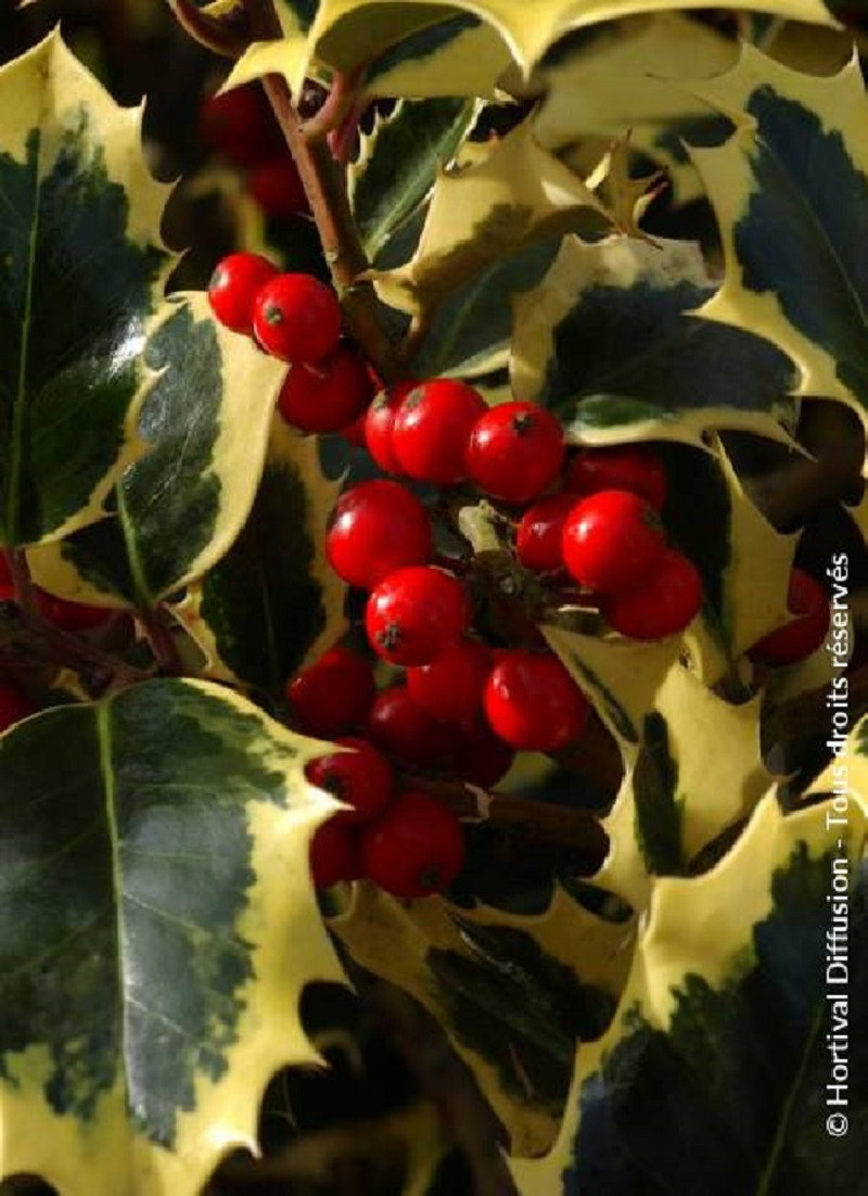 ILEX aquifolium MADAME BRIOT