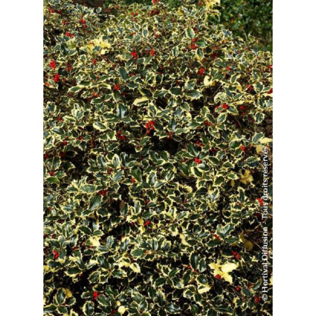 ILEX aquifolium MADAME BRIOT (Houx commun Madame Briot)