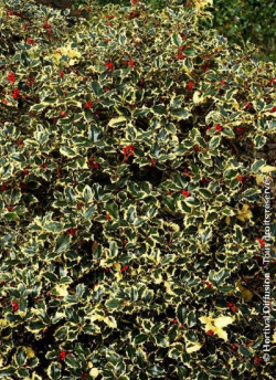 ILEX aquifolium MADAME BRIOT