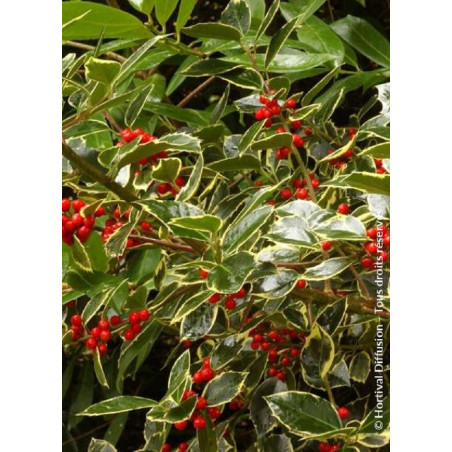 ILEX aquifolium MADAME BRIOT (Houx commun Madame Briot)