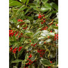 ILEX aquifolium MADAME BRIOT (Houx commun Madame Briot)