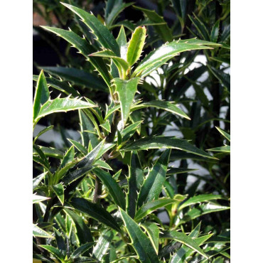 ILEX aquifolium MYRTIFOLIA (Houx commun à feuilles de myrte)