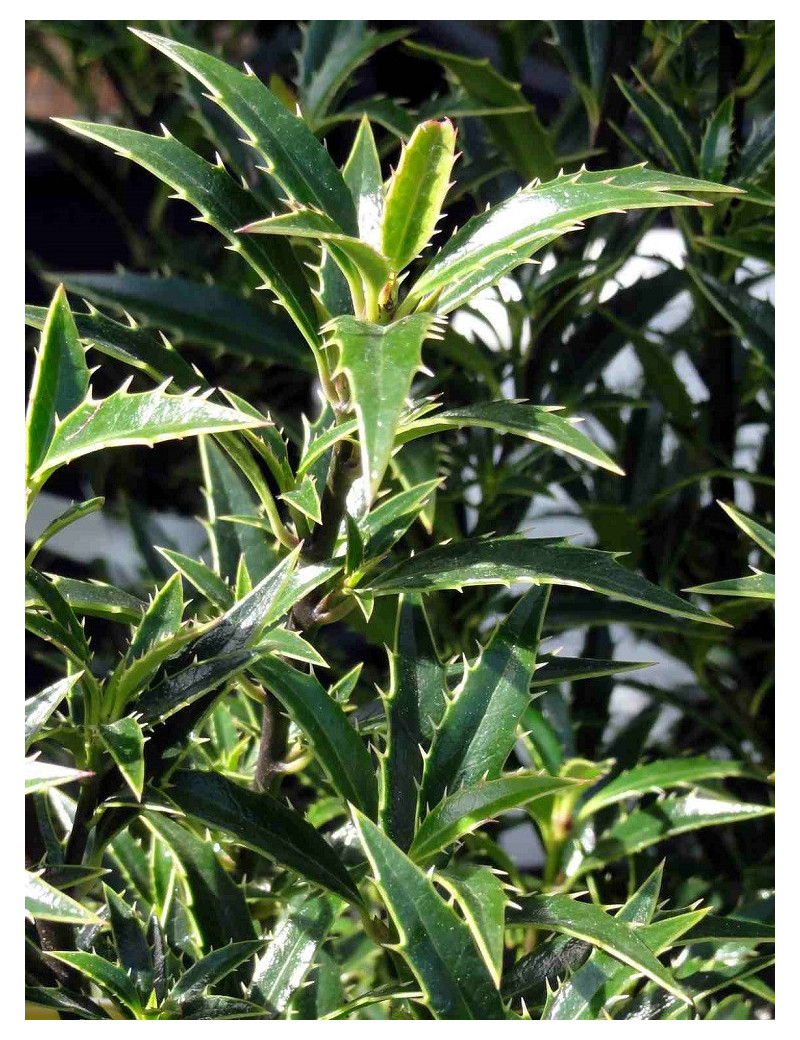 ILEX aquifolium MYRTIFOLIA (Houx commun à feuilles de myrte)