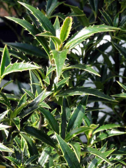 ILEX aquifolium MYRTIFOLIA