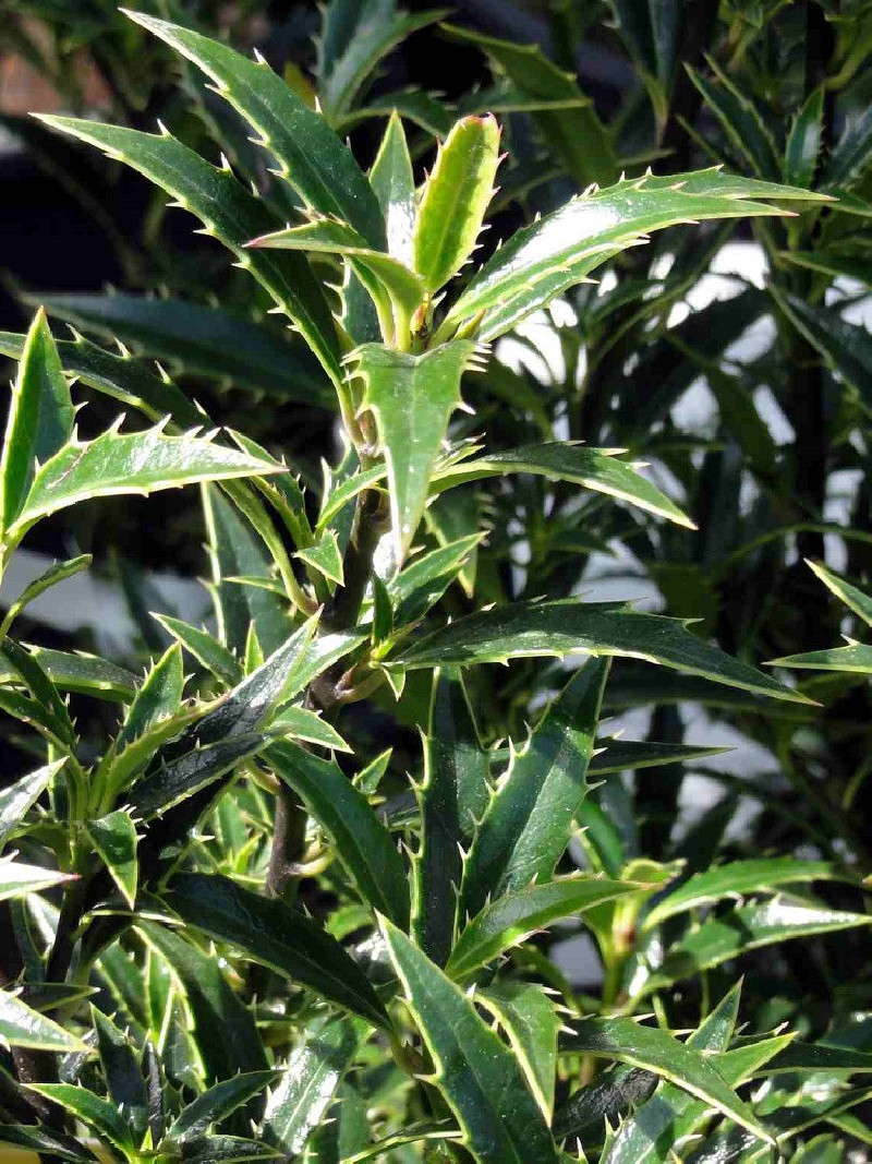 ILEX aquifolium MYRTIFOLIA