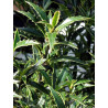 ILEX aquifolium MYRTIFOLIA (Houx commun à feuilles de myrte)