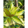 ILEX aquifolium MYRTIFOLIA AUREA MACULATA (Houx commun à feuilles de myrte panaché)