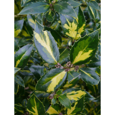 ILEX aquifolium MYRTIFOLIA AUREA MACULATA (Houx commun à feuilles de myrte panaché)