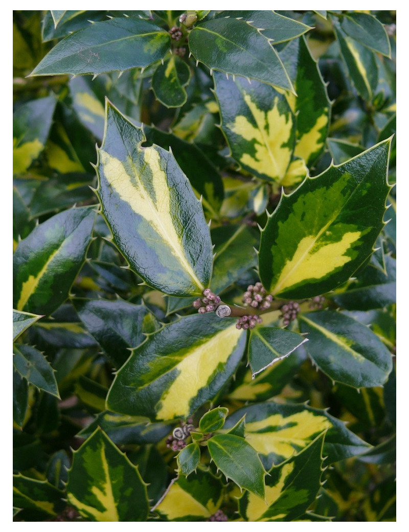 ILEX aquifolium MYRTIFOLIA AUREA MACULATA (Houx commun à feuilles de myrte panaché)