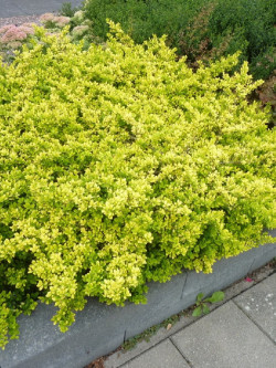 ILEX crenata GOLDEN GEM