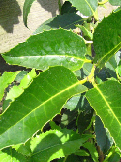 ILEX koehneana CASTANEIFOLIA