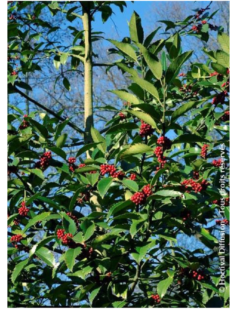 ILEX koehneana CASTANEIFOLIA (Houx à feuilles de châtaigner)