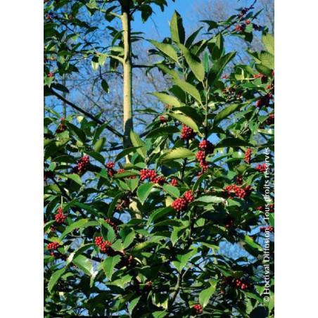 ILEX koehneana CASTANEIFOLIA (Houx à feuilles de châtaigner)