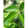 ILEX koehneana CASTANEIFOLIA (Houx à feuilles de châtaigner - Arbre)