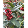 ILEX koehneana CASTANEIFOLIA (Houx à feuilles de châtaigner)