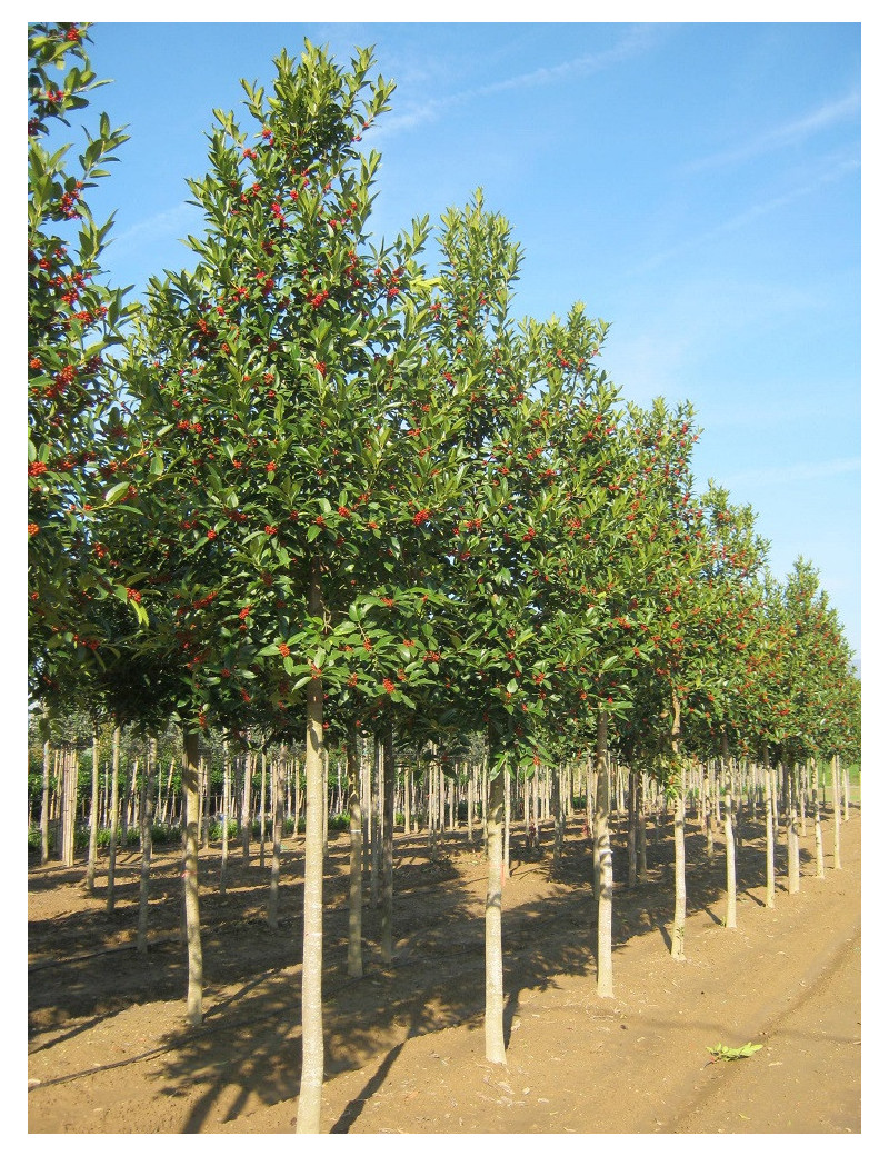 ILEX koehneana CASTANEIFOLIA (Houx à feuilles de châtaigner)