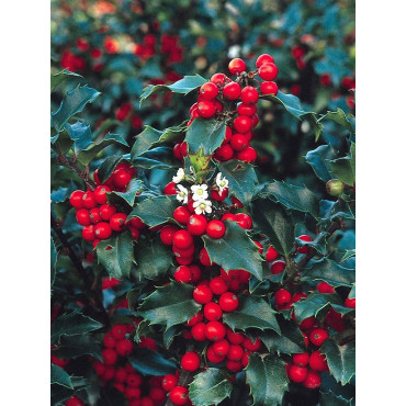 ILEX meserveae BLUE PRINCESS® (Houx Blue Princess)