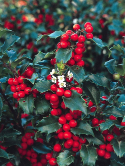 ILEX meserveae BLUE PRINCESS