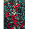 ILEX meserveae BLUE PRINCESS® (Houx Blue Princess)