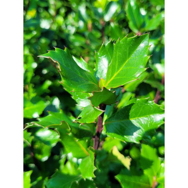 ILEX meserveae BLUE PRINCE® (Houx Blue Prince)