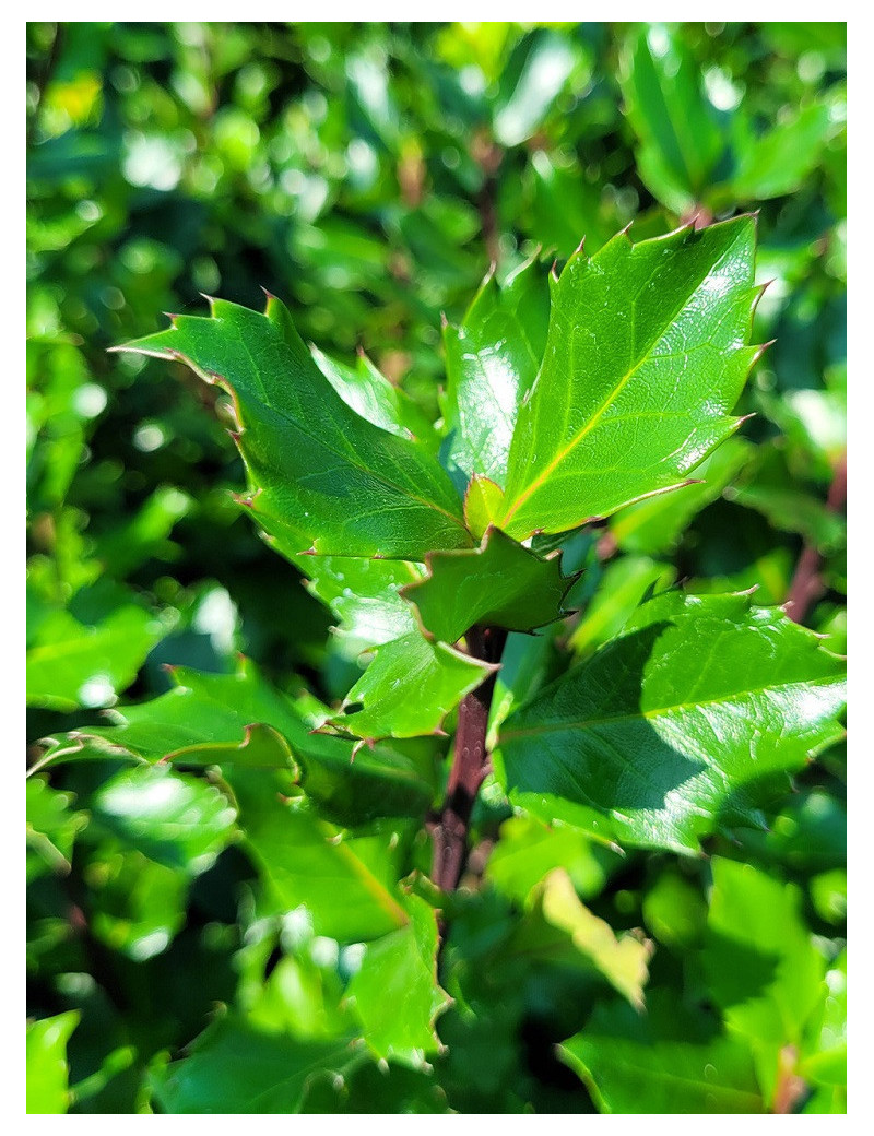 ILEX meserveae BLUE PRINCE® (Houx Blue Prince)