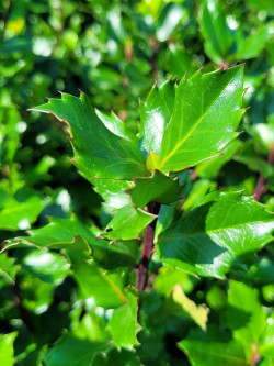 ILEX meserveae BLUE PRINCE