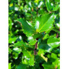 ILEX meserveae BLUE PRINCE® (Houx Blue Prince)