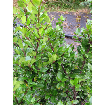 ILEX meserveae BLUE PRINCE® (Houx Blue Prince)