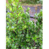 ILEX meserveae BLUE PRINCE® (Houx Blue Prince)