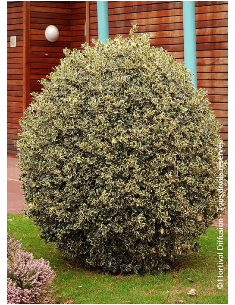 Topiaire (Plante taillée) - ILEX aquifolium ARGENTEA MARGINATA (Houx commun panaché)