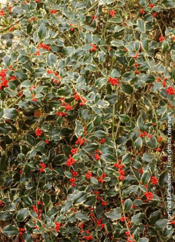 ILEX aquifolium ARGENTEA MARGINATA