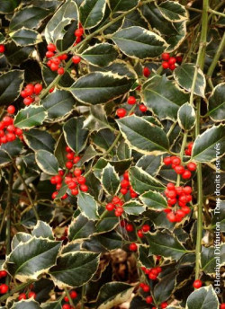 ILEX aquifolium ARGENTEA MARGINATA