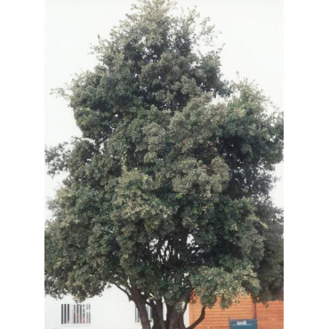 QUERCUS ilex (Chêne vert, Chêne faux-houx, Yeuse - Arbre)