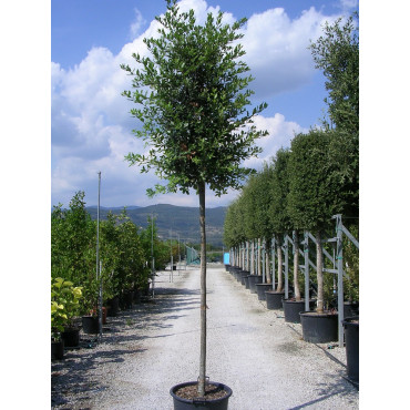 QUERCUS ilex (Chêne vert, Chêne faux-houx, Yeuse - Arbre)