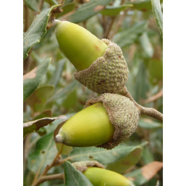 QUERCUS ilex (Chêne vert, Chêne faux-houx, Yeuse - Arbre)