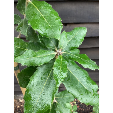 QUERCUS ilex (Chêne vert, Chêne faux-houx, Yeuse - Arbre)