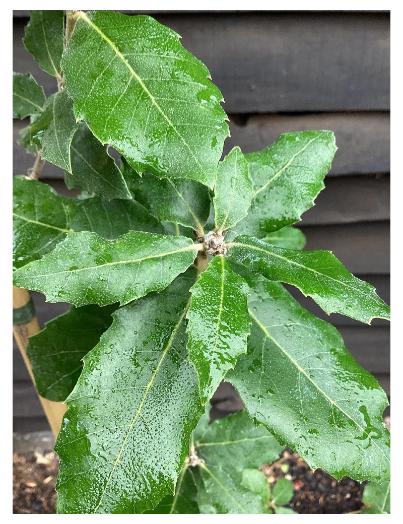 QUERCUS ilex (Chêne vert, Chêne faux-houx, Yeuse - Arbre)