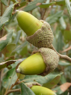 QUERCUS ilex