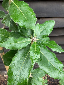 QUERCUS ilex