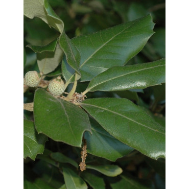 Topiaire (Plante taillée) - QUERCUS ilex (Chêne vert, Chêne faux-houx, Yeuse)