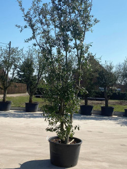 QUERCUS ilex