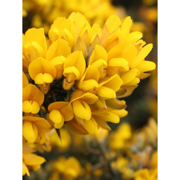 ULEX europaeus (Ajonc d'Europe ou Grand Ajonc)